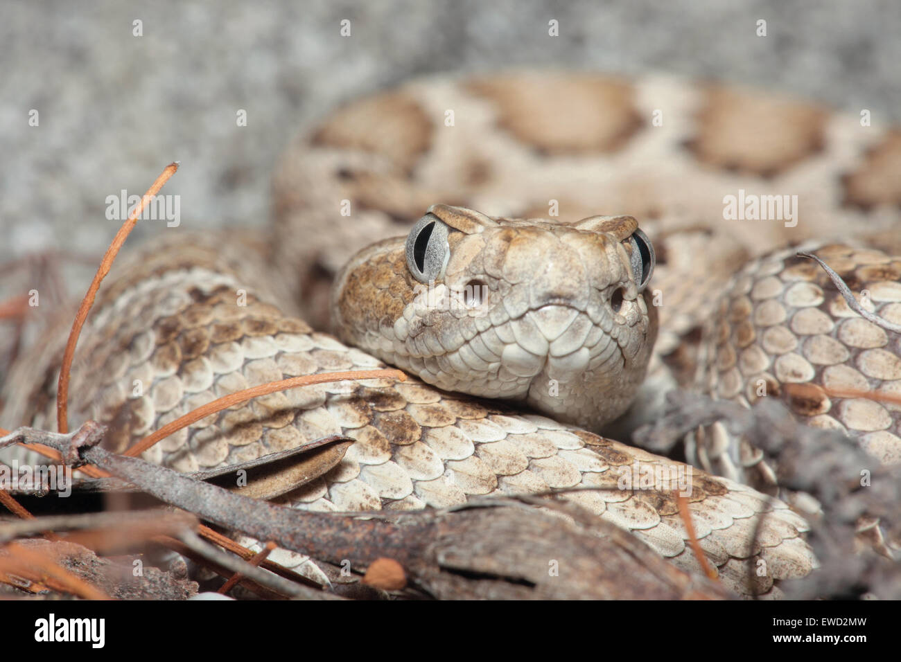 Santa Catalina Island Rattlesnake (Rattleless Rattlesnake) - Crotalus catalinensis, close-up Stock Photo