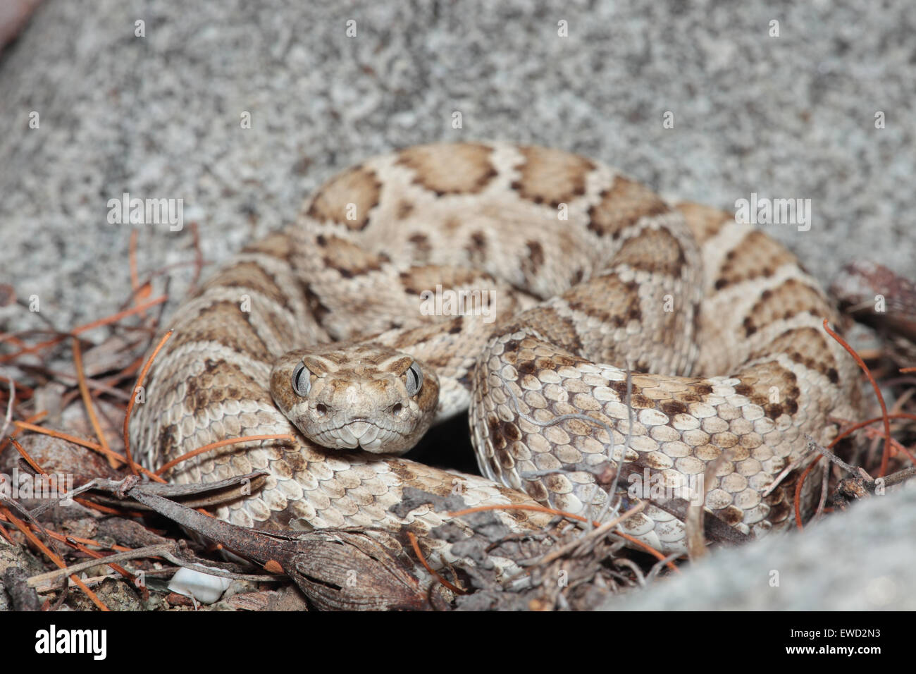 Santa Catalina Island Rattlesnake (Rattleless Rattlesnake) - Crotalus catalinensis Stock Photo