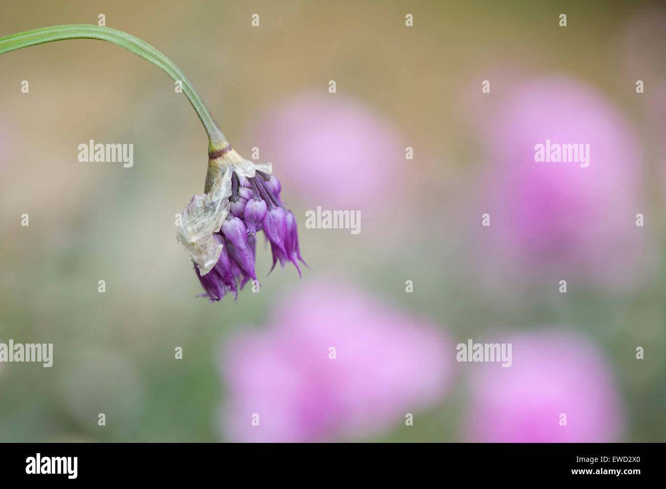 TÌNH YÊU CÂY CỎ ĐV 9 Allium-forrestii-forrests-allium-forrests-ornamental-onion-EWD2X0