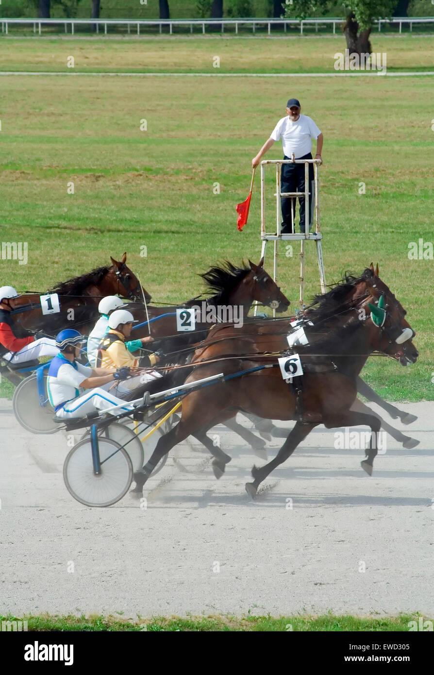 Trot Horses at finish line Stock Photo