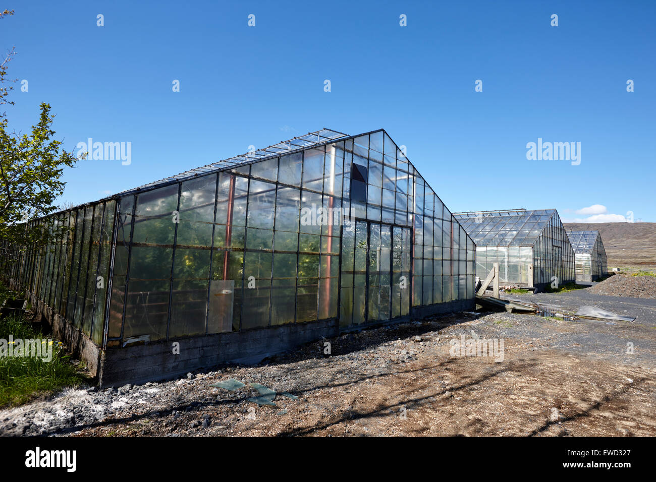 greenhouses heated by geothermal energy for growing tomatoes Hveragerdi iceland Stock Photo
