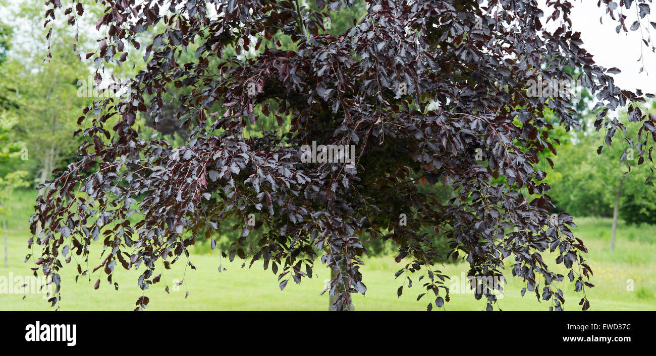 Fagus sylvatica purpurea. Copper beech tree Panoramic Stock Photo