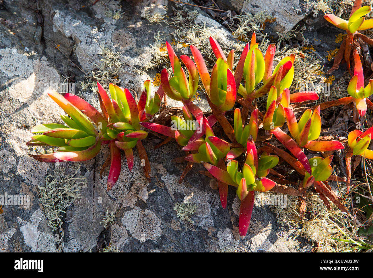 Mesembryanthemum plant Stock Photo Alamy