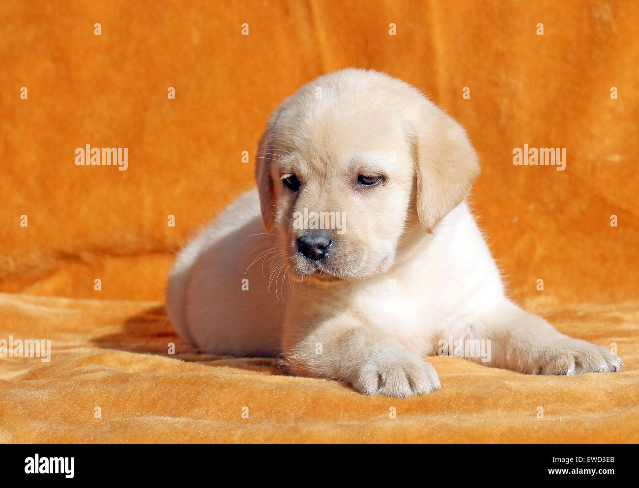 yellow labrador puppy laying on orange background Stock Photo - Alamy