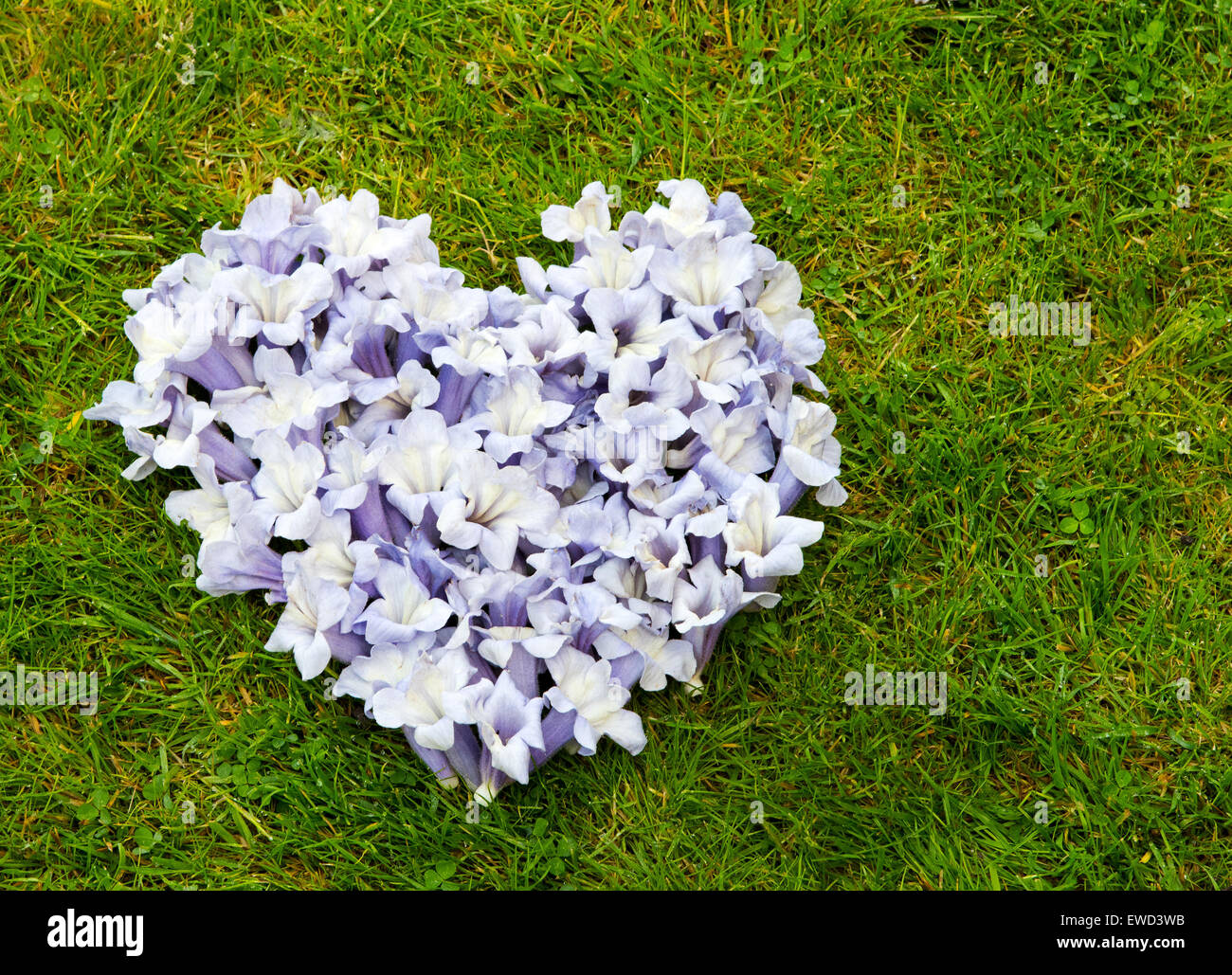 A purple heart made from Paulownia Flowers Stock Photo