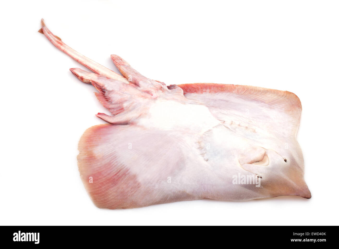 Ray Fishbone Ray Fish Bottom Above Stock Photo - Alamy