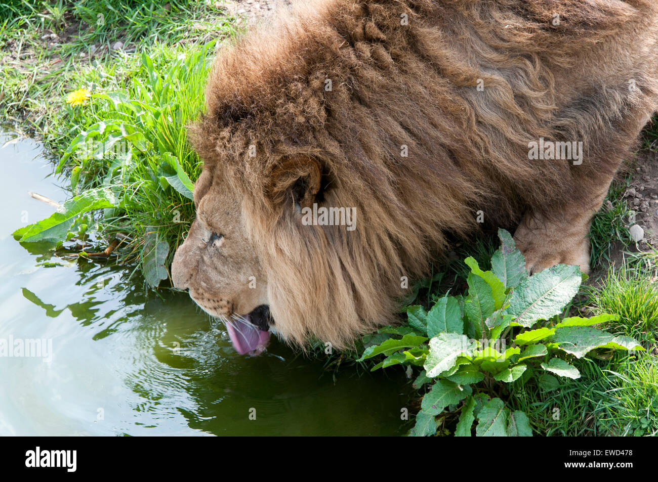 Lion at the Yorkshire Wildlife Park in Branton, Doncaster England UK Stock Photo