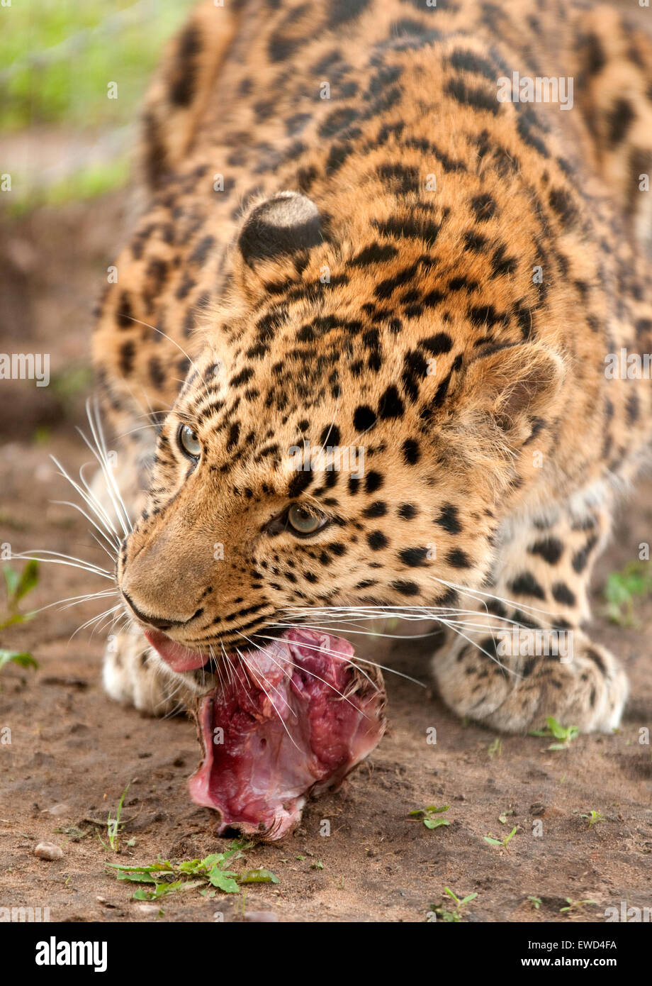 Leopard eating raw meat at Yorkshire Wildlife Park in Branton, Doncaster England UK Stock Photo