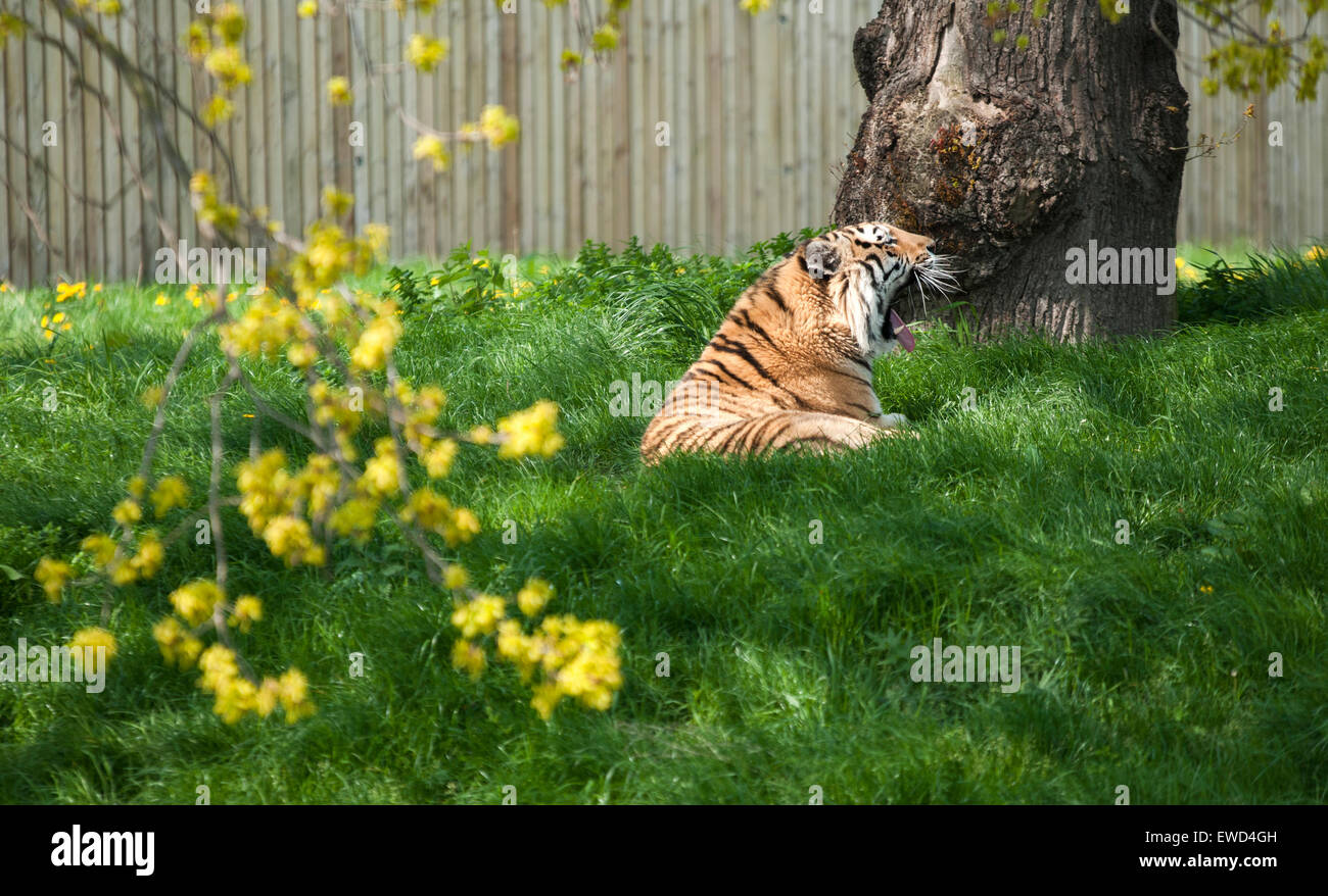 Tiger yawning at Yorkshire Wildlife Park in Branton, Doncaster England UK Stock Photo