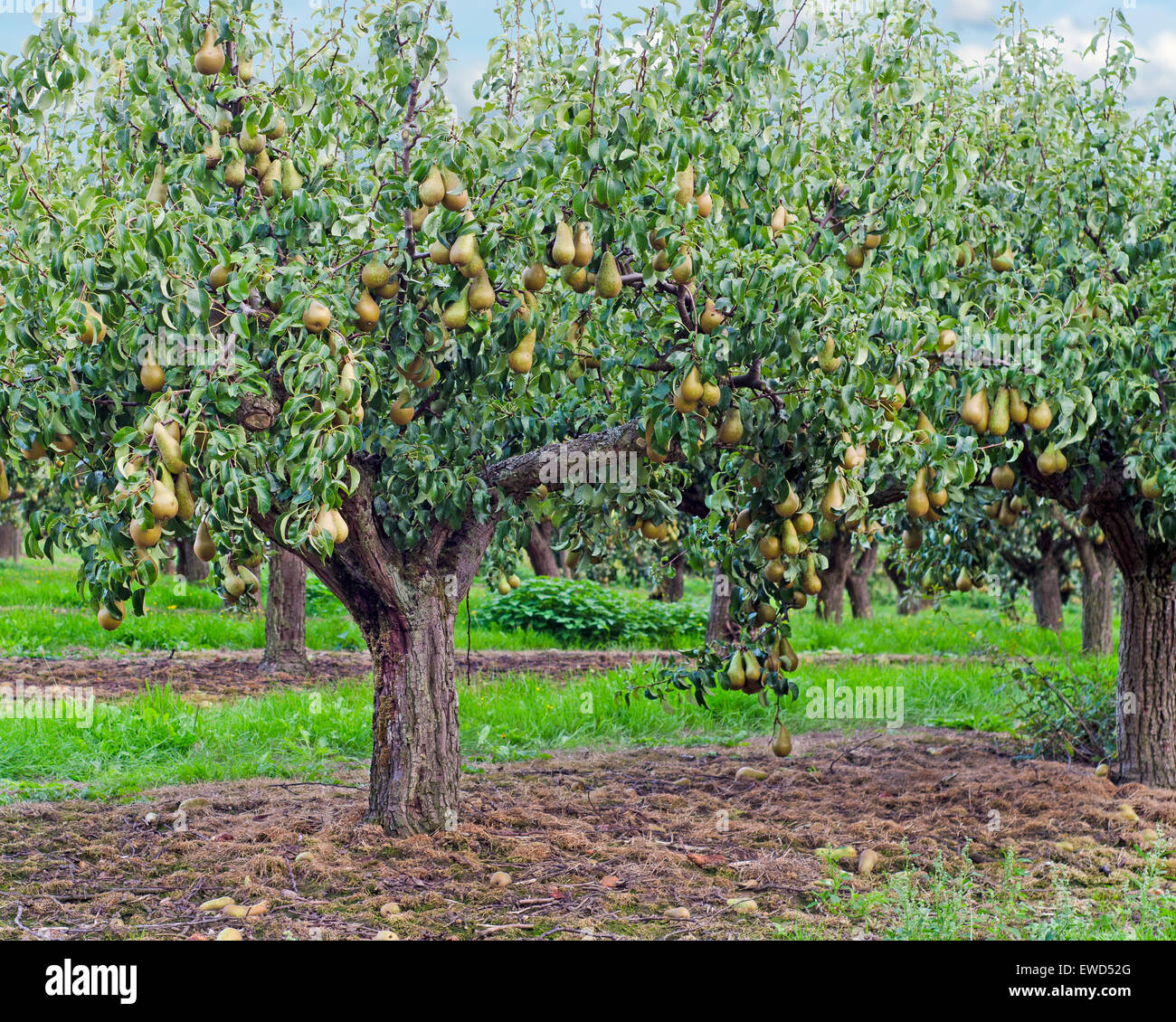 Conference pears in a Kent Orchard. Stock Photo