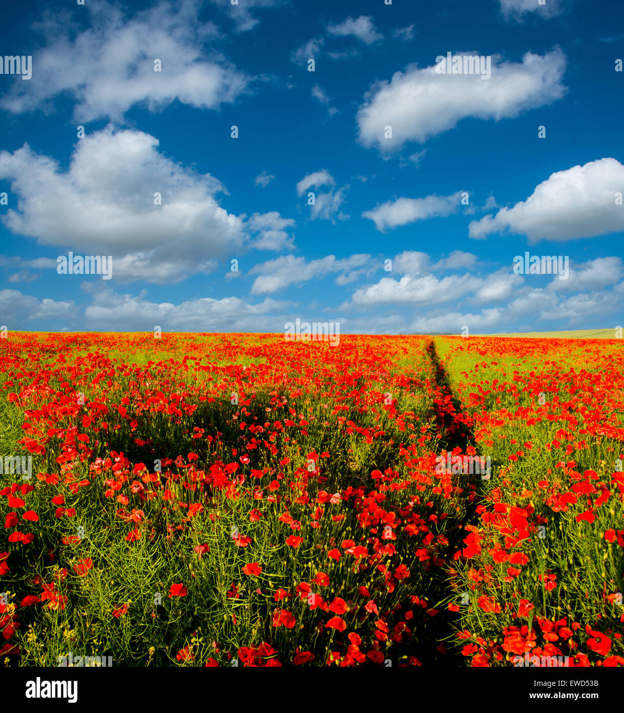Poppies in field and blue sky hi-res stock photography and images - Alamy