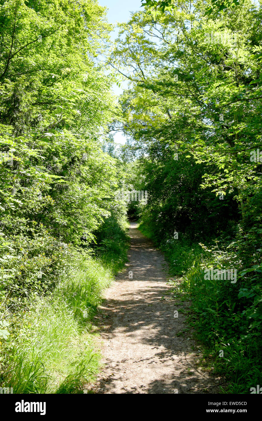 Woodland path with green trees either side and dappled sunlight Stock Photo
