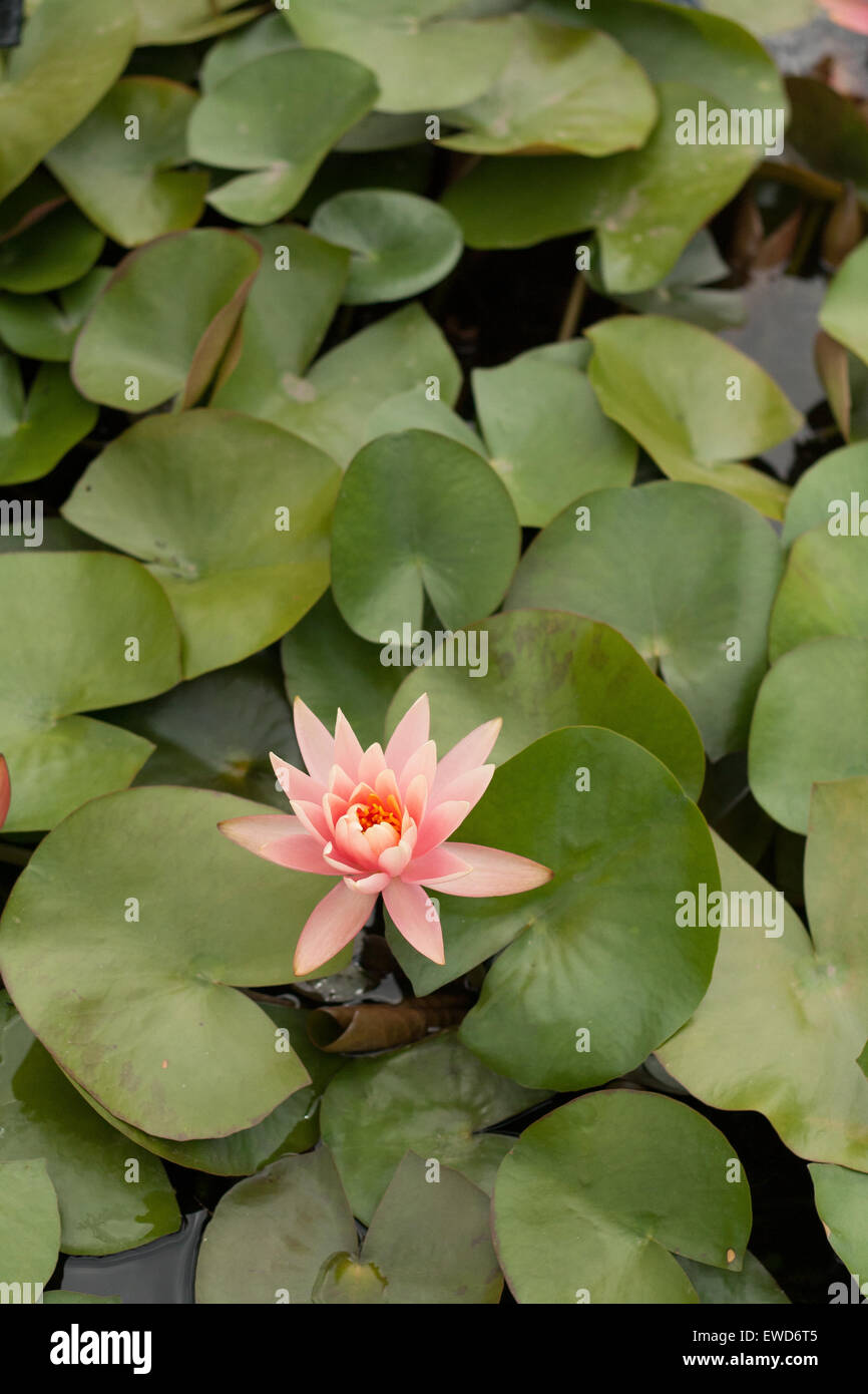 Pink Water Lily, Latour-Marliac at Le Temple sur Lot, France Stock Photo