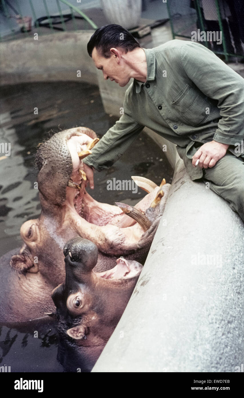 Hippopotamids in the zoo of Munich in 1970 Flusspferde im Tierpark Hellabrunn während einer Vorführung in den Siebzigern Stock Photo