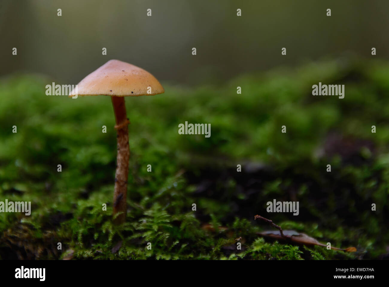 Autumn scene with a lonely mushroom and moss in a forest. Stock Photo