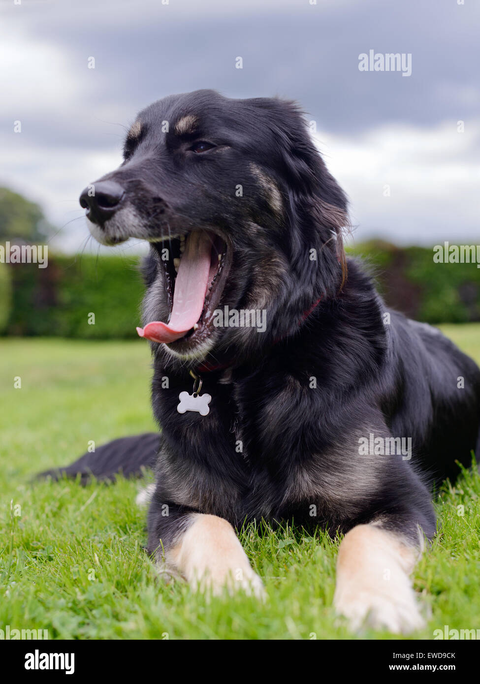bored dog yawning in garden Stock Photo