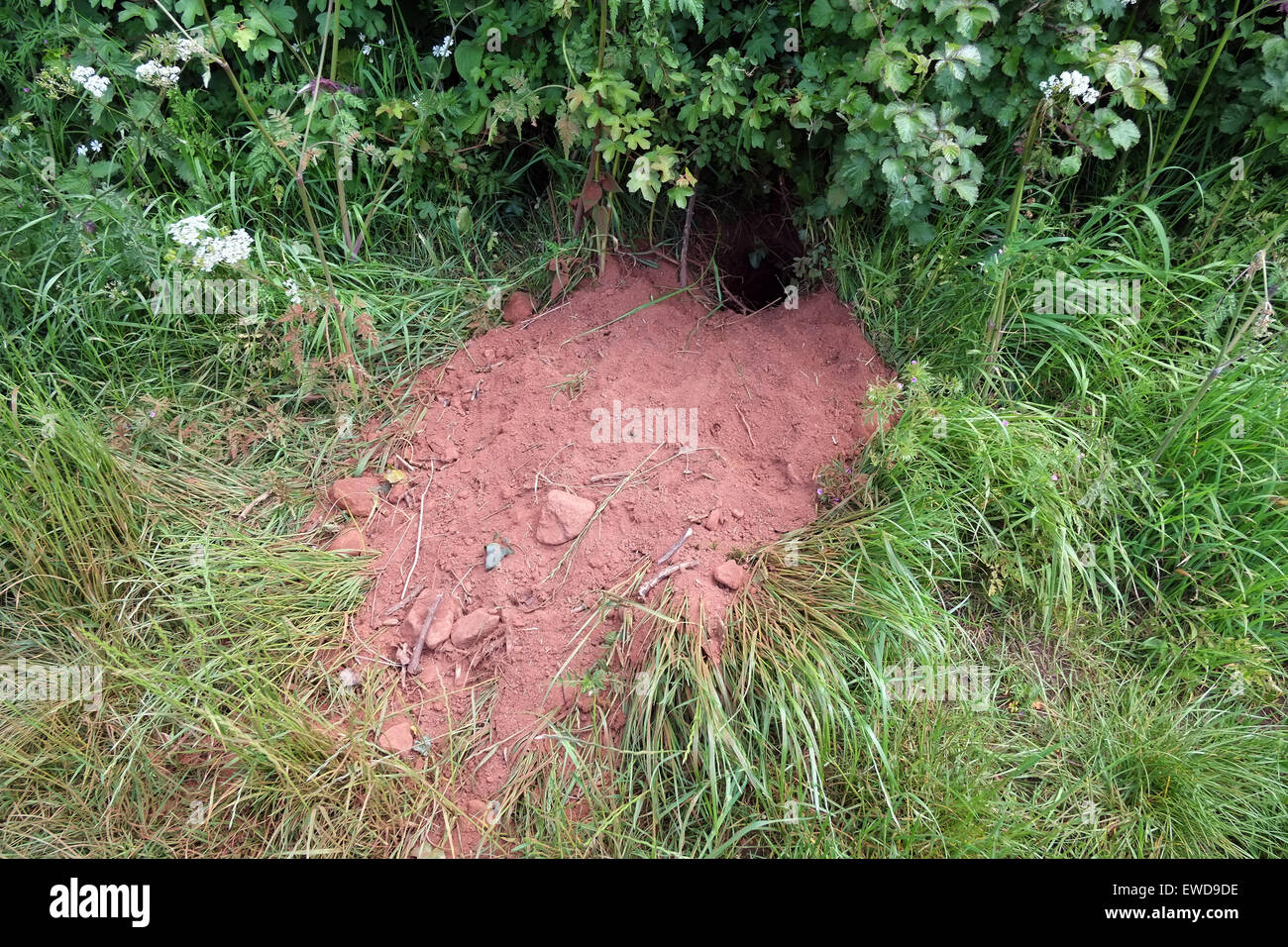 Badger hole beside a country lane in Gloucestershire, May 2015 Stock Photo