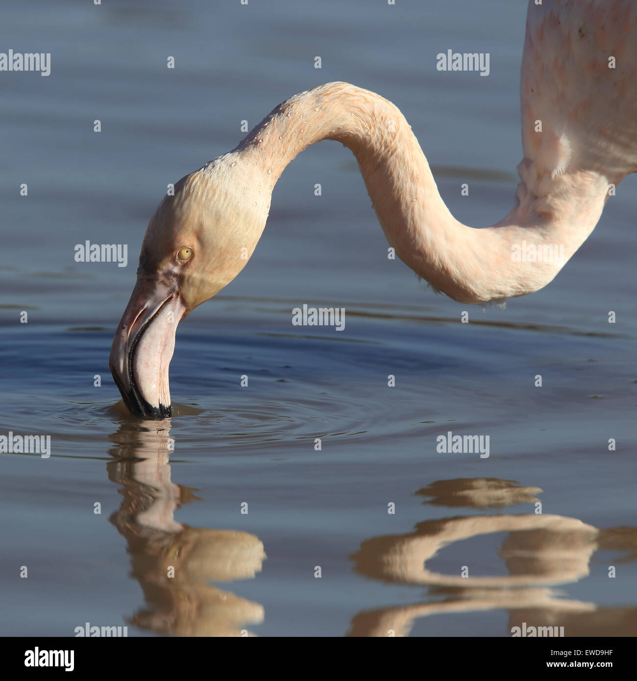 My Image 11