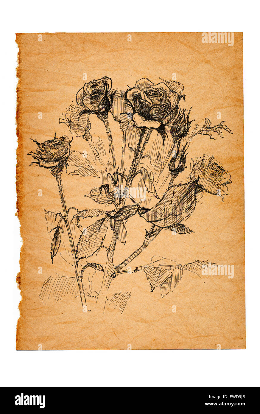 flower sketch on old paper Stock Photo