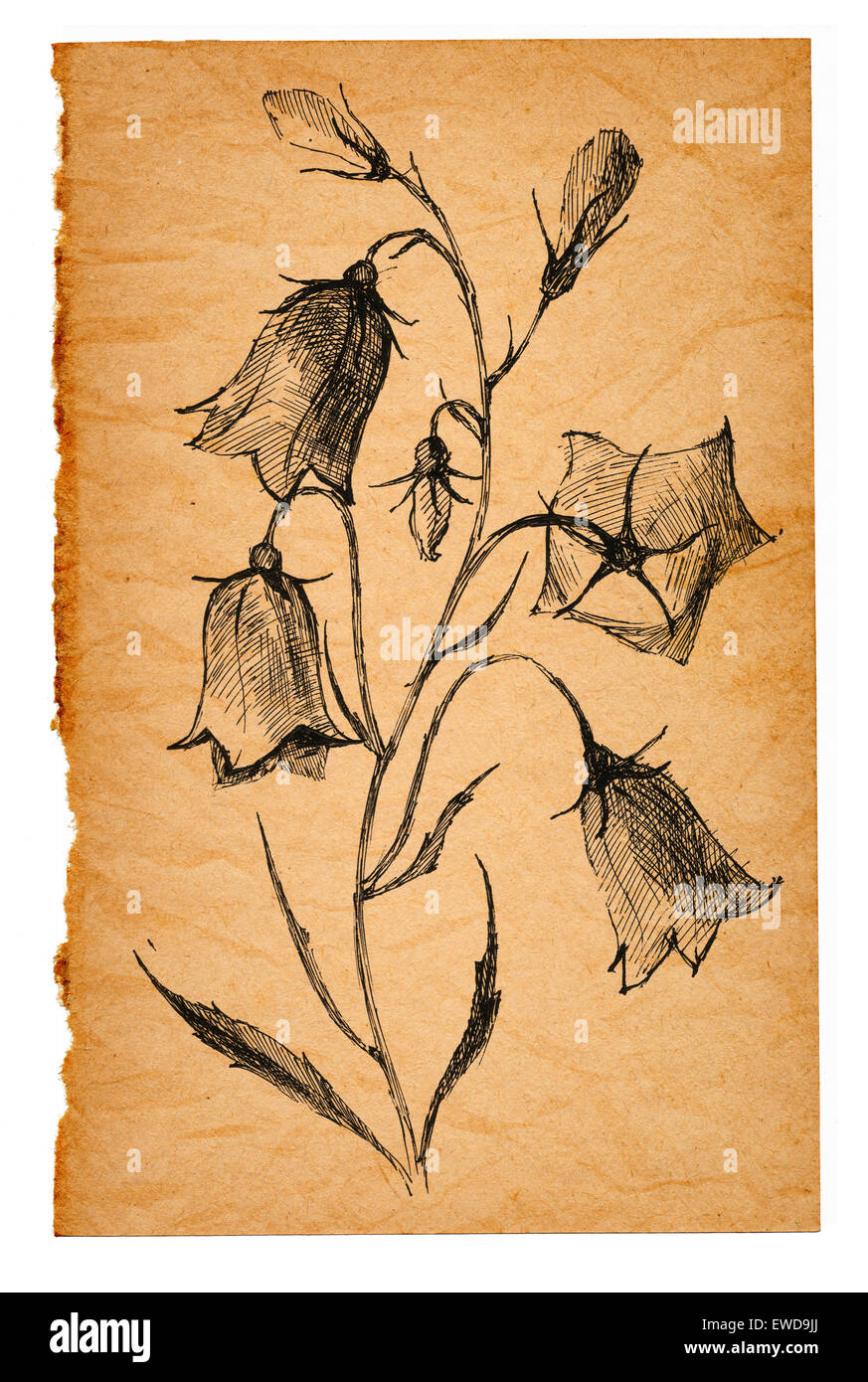 flower sketch on old paper Stock Photo