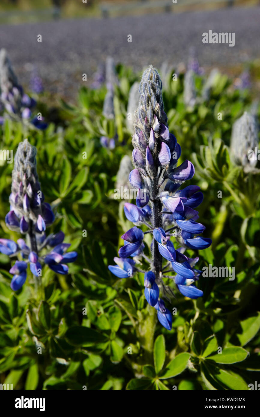 nootka lupins growing wild in Iceland Originally planted to prevent soil erosion they have spread throughout the south of the is Stock Photo