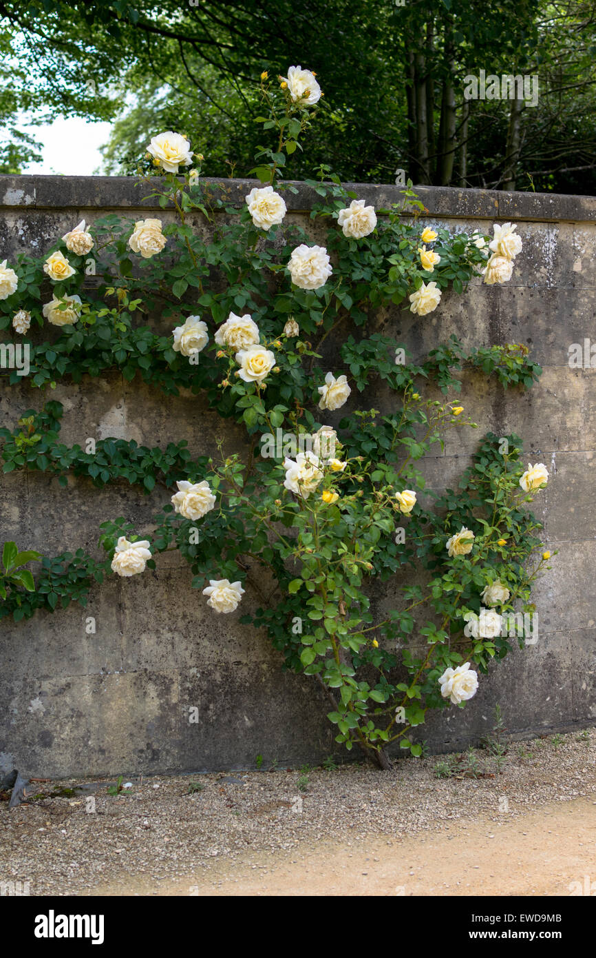 English Scented Roses in Bath Somerset Stock Photo
