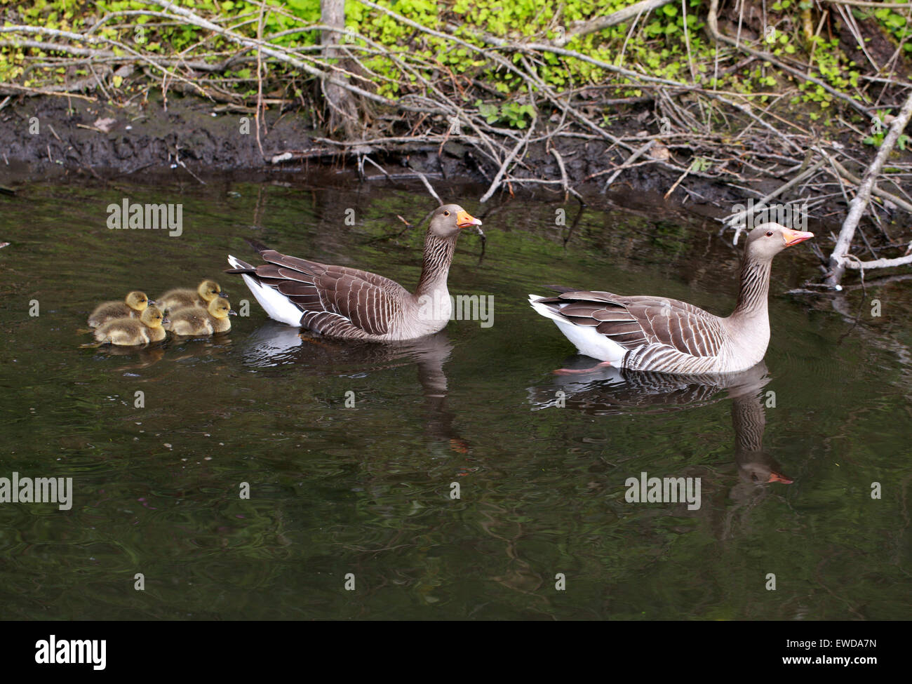 Family of Wild Greylag Geese, Anser anser, Anatidae. Swimming on a River with Four Goslings. Stock Photo