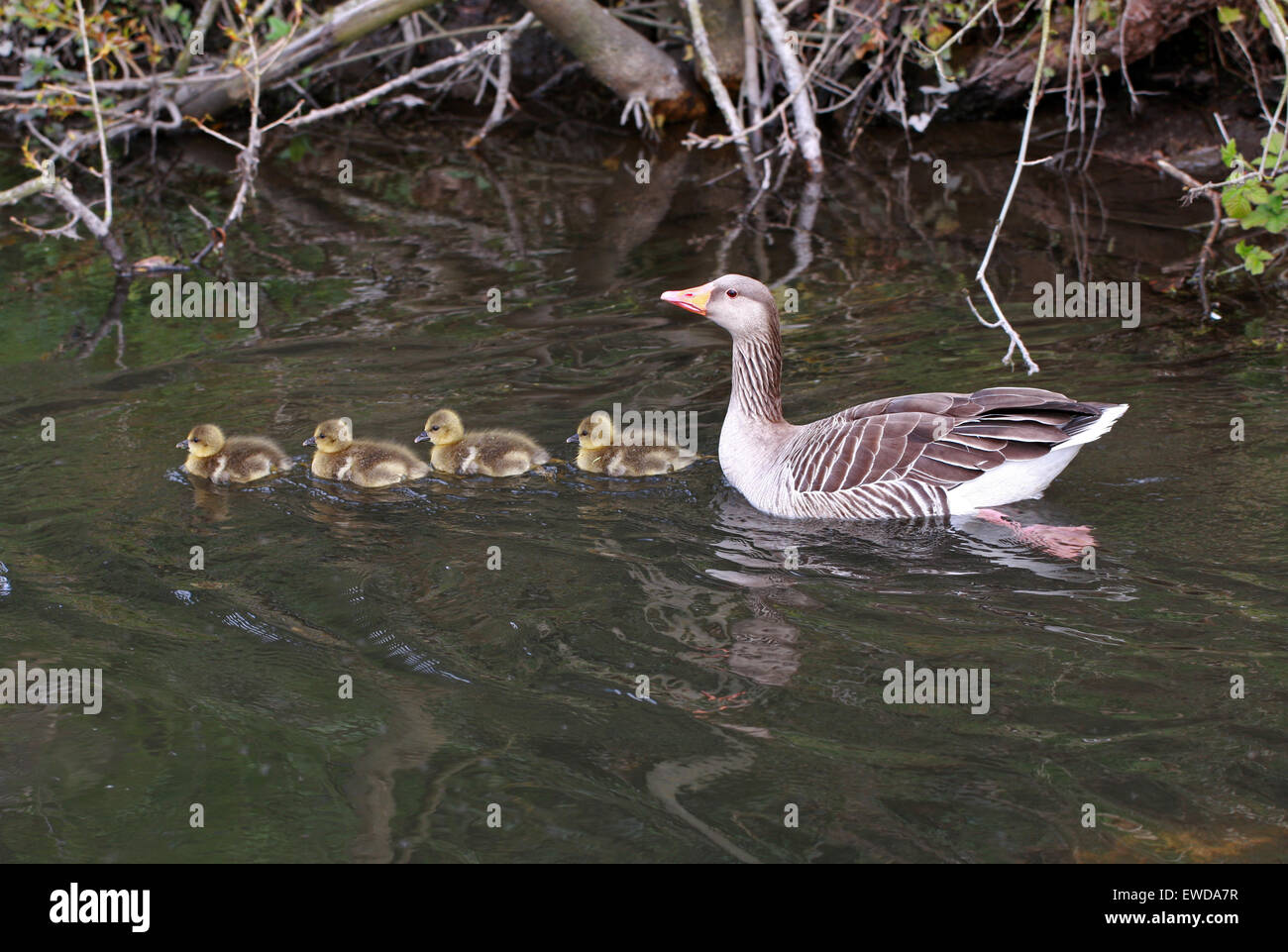 Family of Wild Greylag Geese, Anser anser, Anatidae. Swimming on a River with Four Goslings. Stock Photo