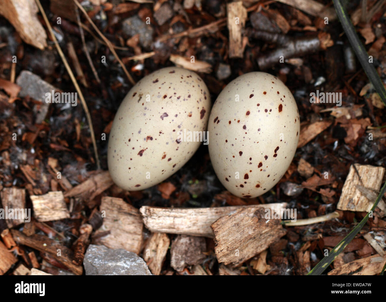 Moorhen's Eggs, Gallinula chloropus, Rallidae. Stock Photo