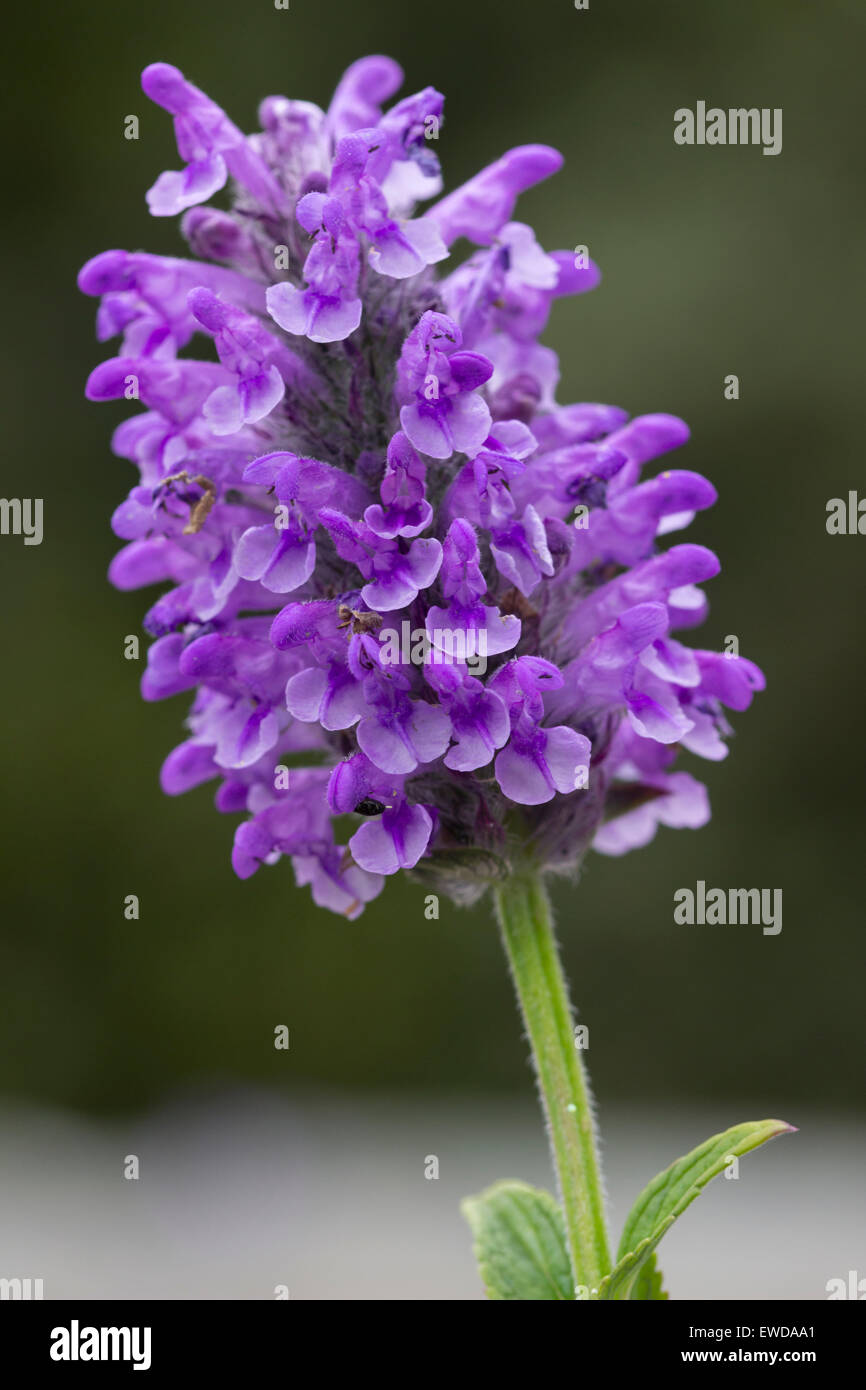Clustered flower head of the low growing perennial, Nepeta nervosa 'Blue Moon' Stock Photo