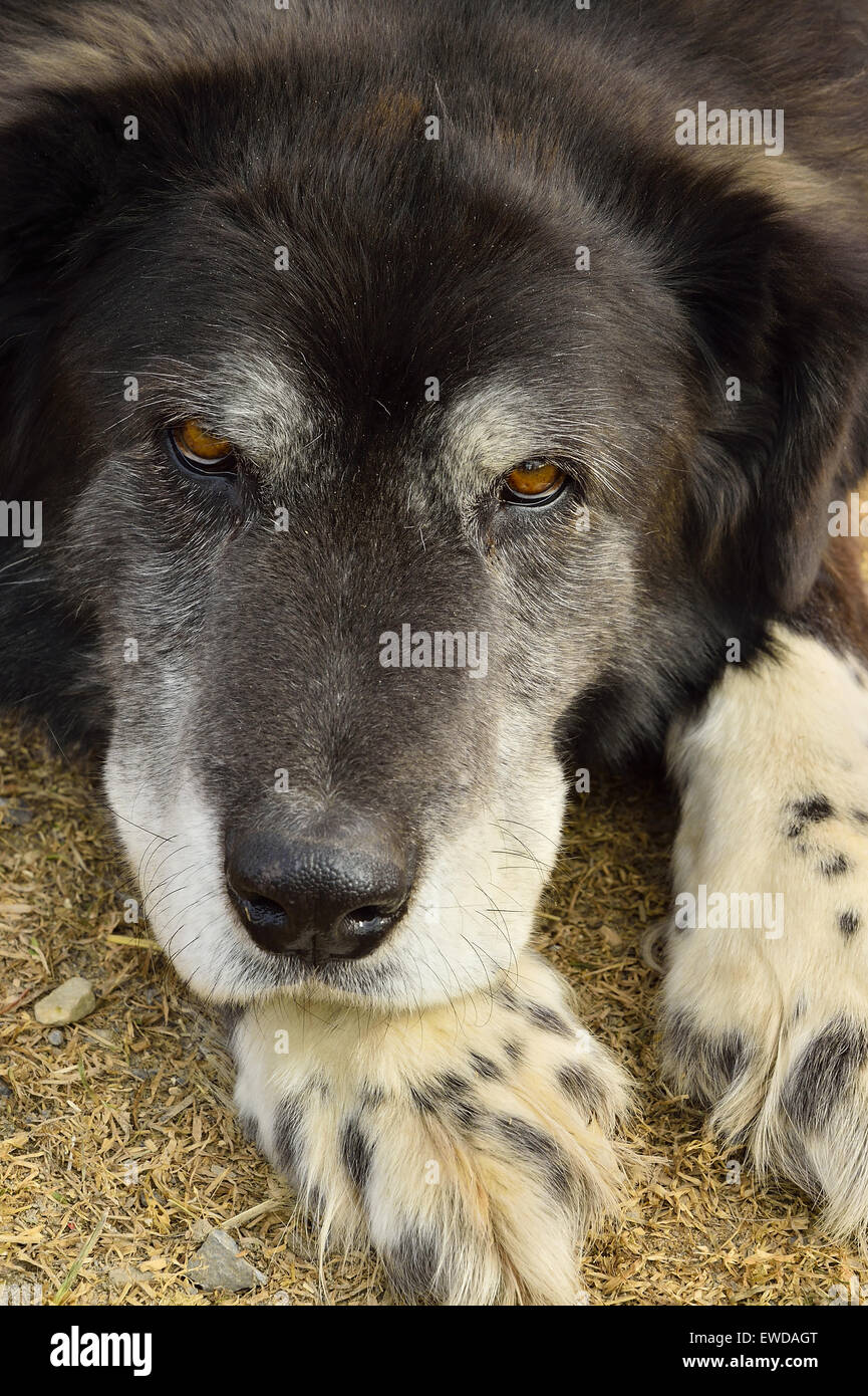 A close up vertical of an older pet dog laying on his paws but keeping a watchful eye on his surroundings Stock Photo