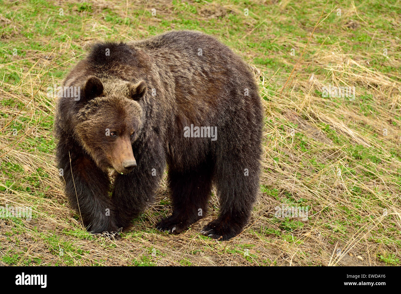 An image of an adult grizzly bear,  Ursus arctos,foraging for some fresh green clover Stock Photo