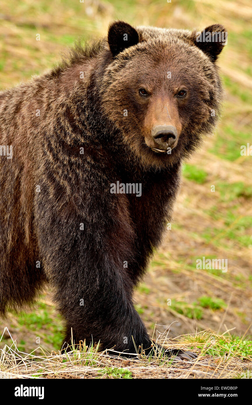 A close up vertical image of an adult grizzly bear,  Ursus arctos, walking forward Stock Photo