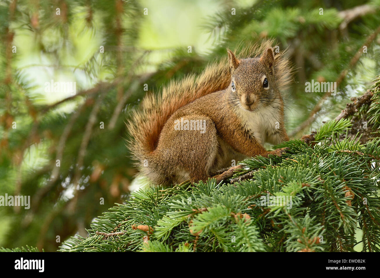 A wild Red Squirrel  Tamiasciurus hudsonicus, sitting on a tree branch Stock Photo