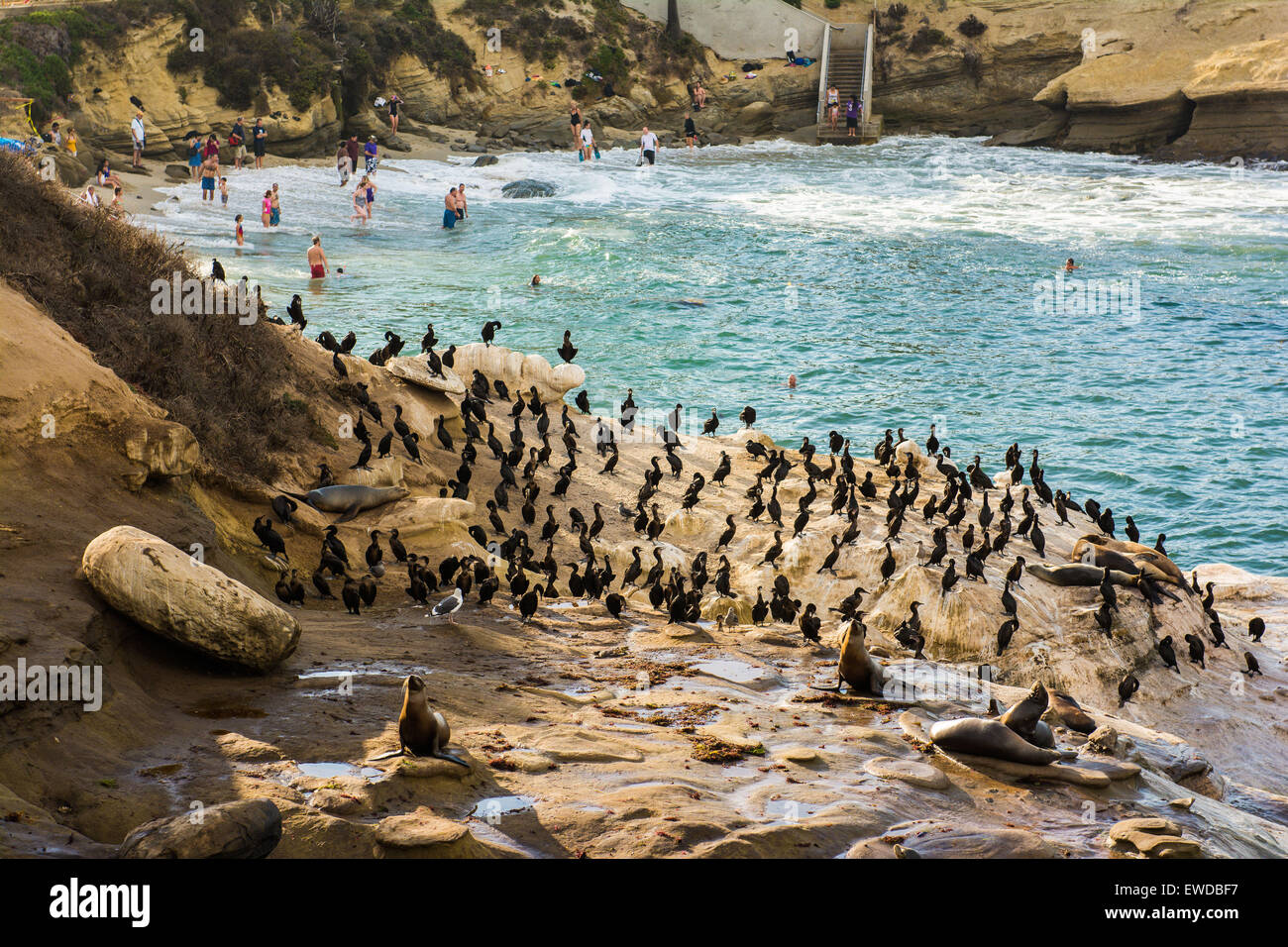 Cormorants, La Jolla Cove, San Diego, California, USA Stock Photo