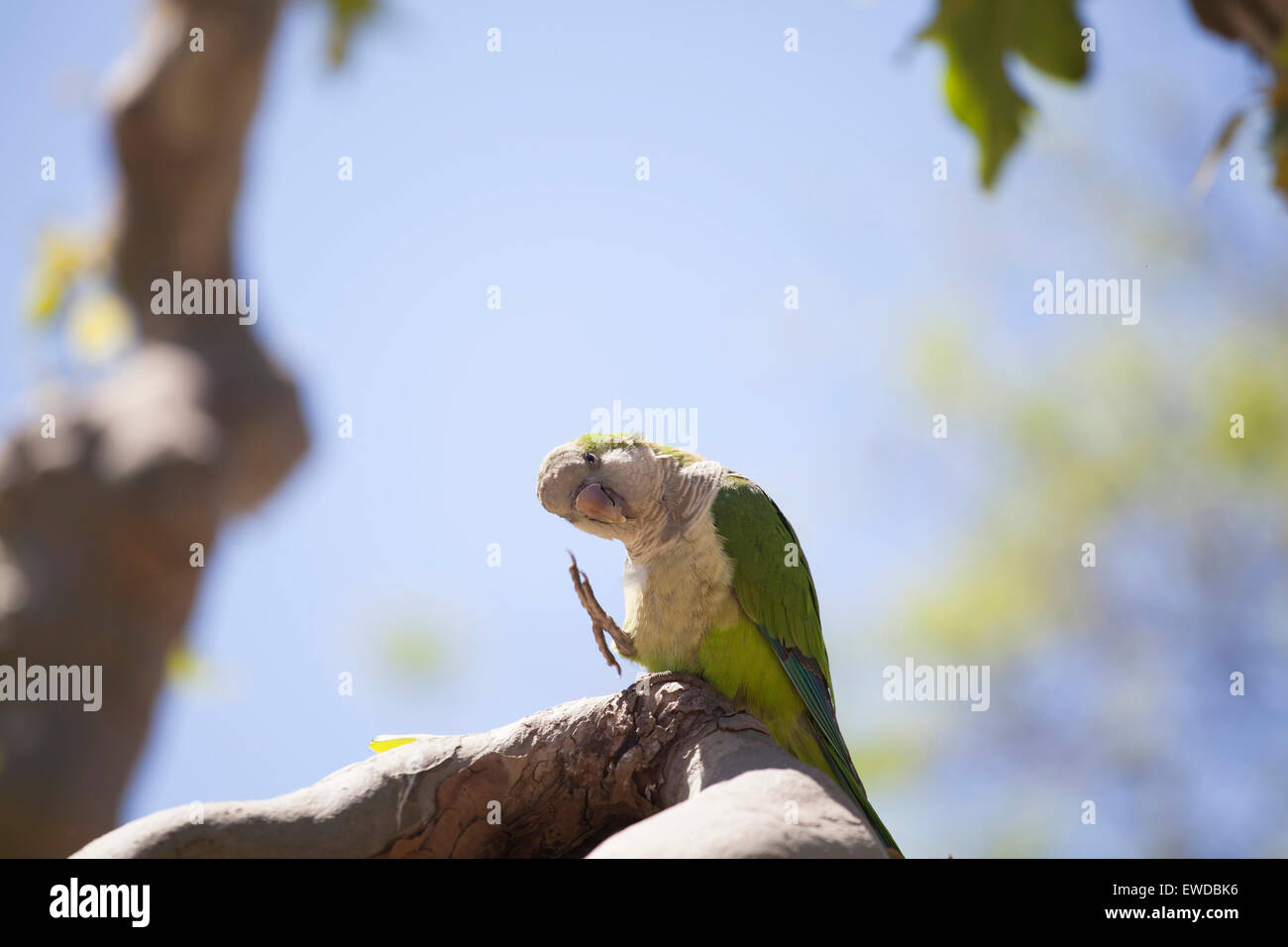 Green Quaker Parrot Stock Photo Alamy