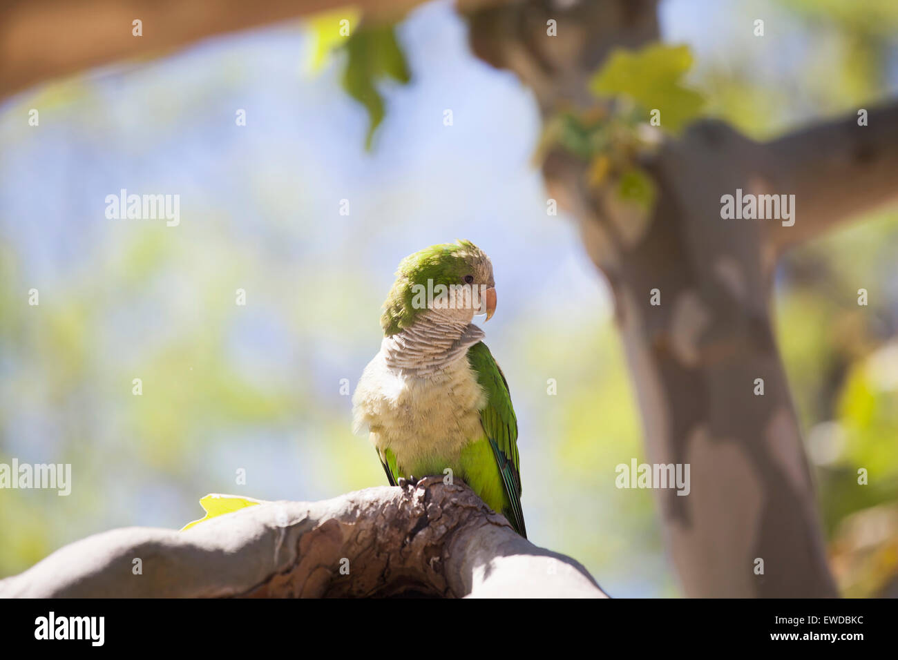 Green Quaker Parrot Stock Photo Alamy