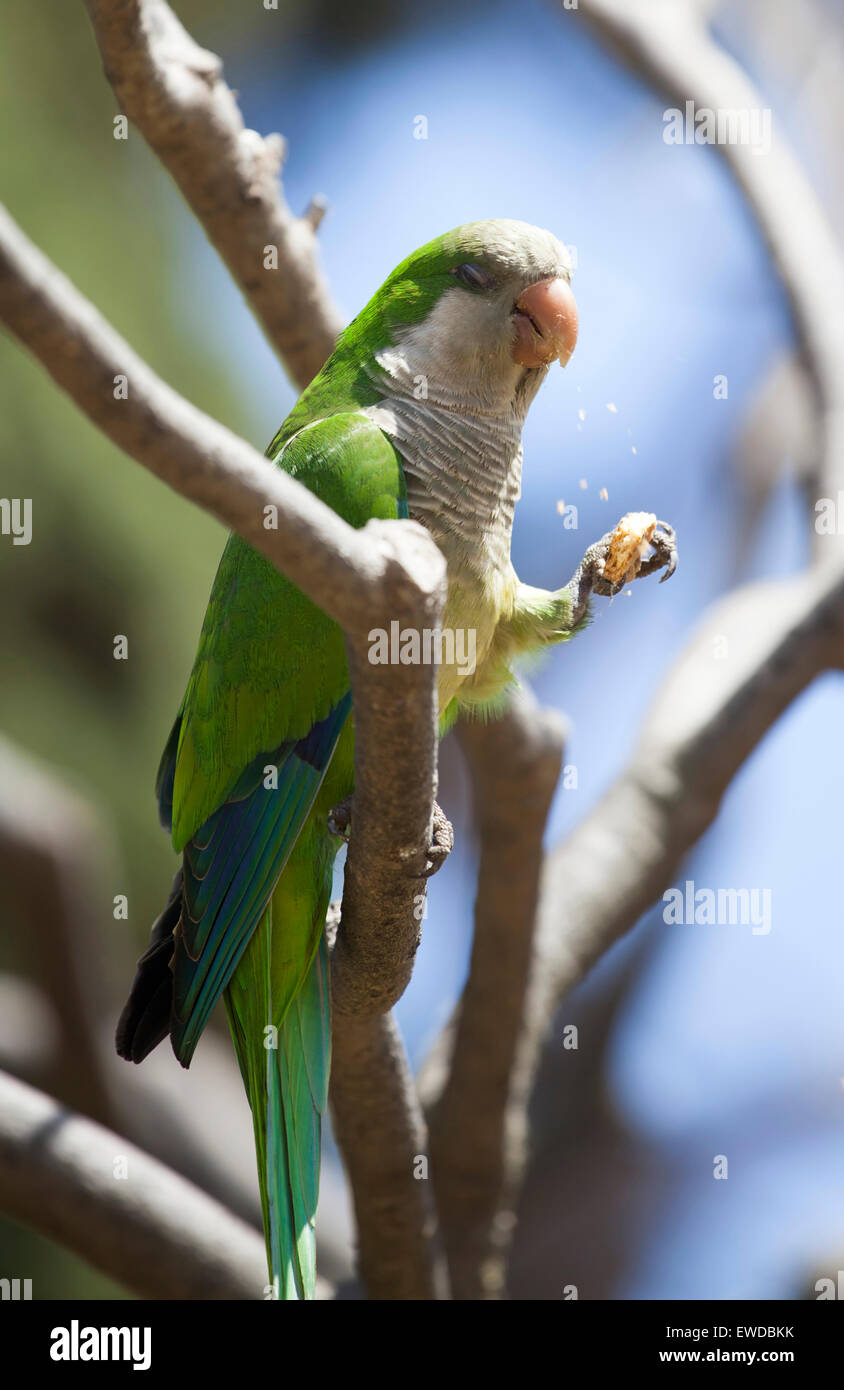 Green Quaker Parrot Stock Photo Alamy