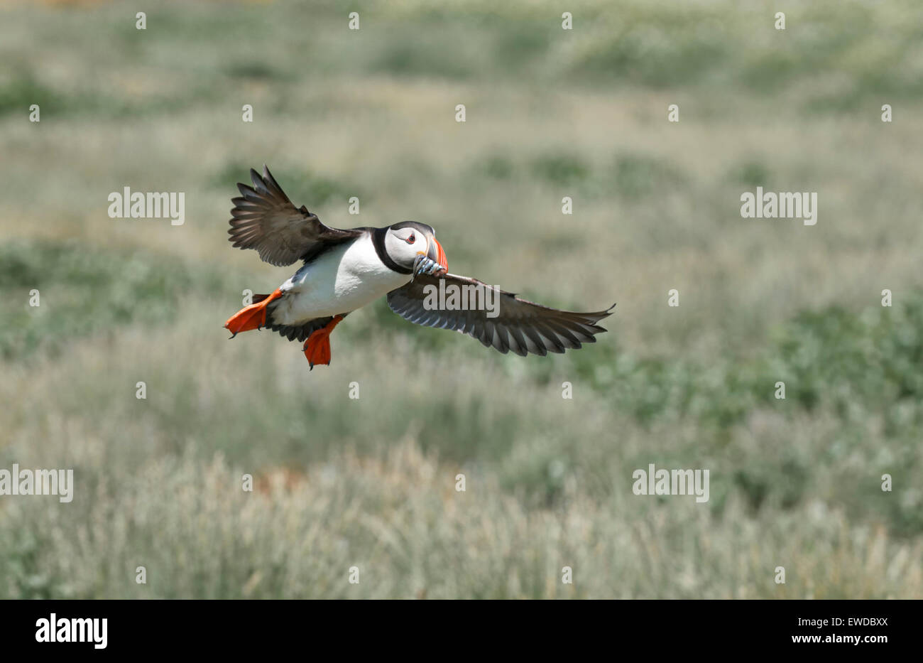 Puffin flying back over land to nest burrow with beak full of sandeels Stock Photo