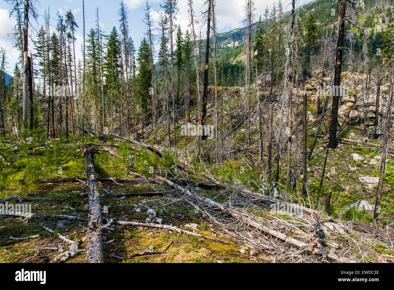 Forest fire damage & tree regrowth, Okanogan-Wenatchee National Forest, Washington, USA Stock Photo