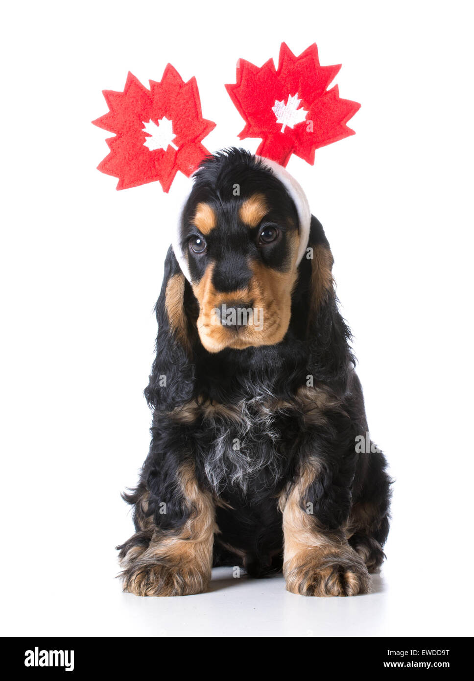 cute puppy - english cocker spaniel wearing headband with canadian flags on  white background Stock Photo - Alamy