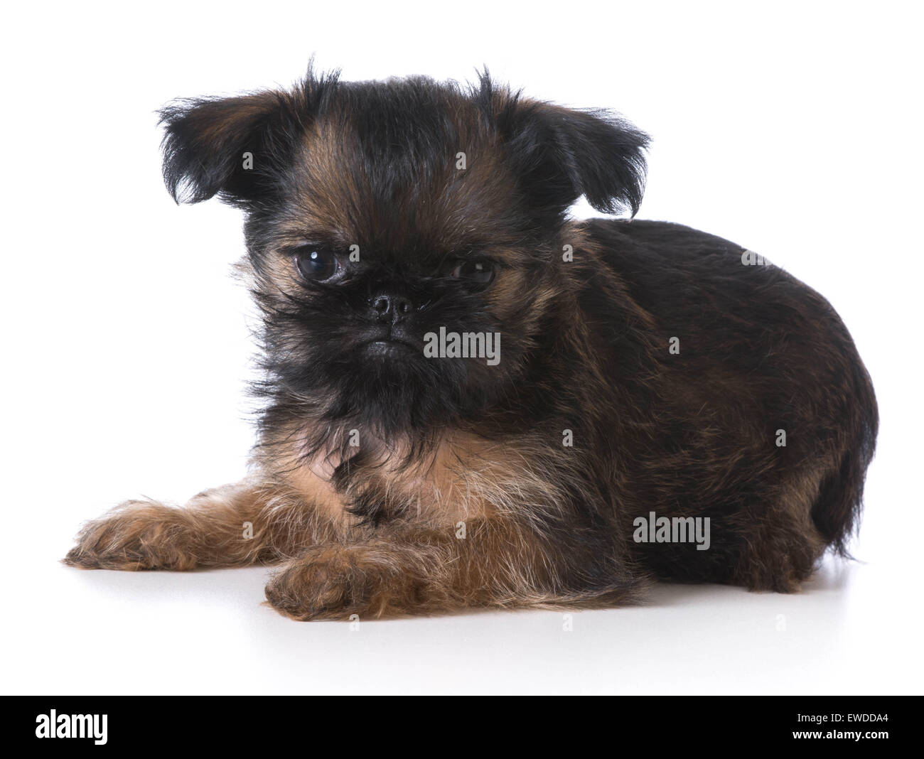 cute brussels griffon