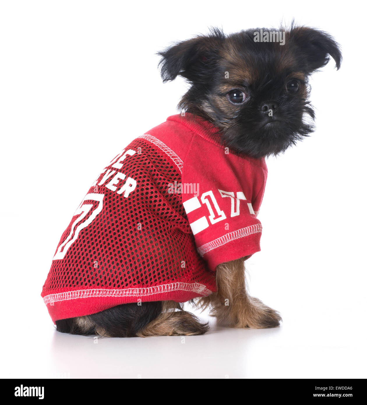 Dog wearing a football jersey Stock Photo - Alamy