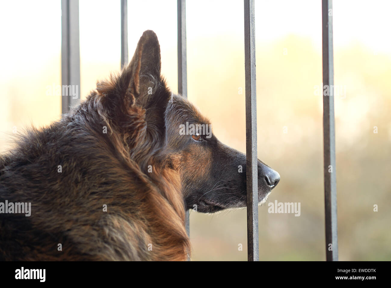 Sad german shepherd dog Stock Photo Alamy