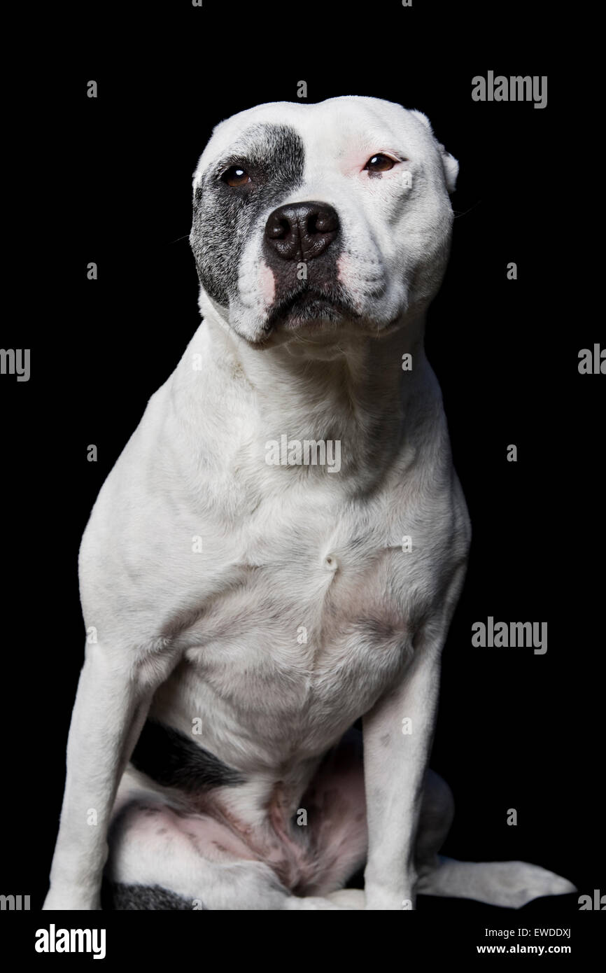 Dramatic studio portrait of sitting white adult Pitbull dog on black background with direct eye contact Stock Photo