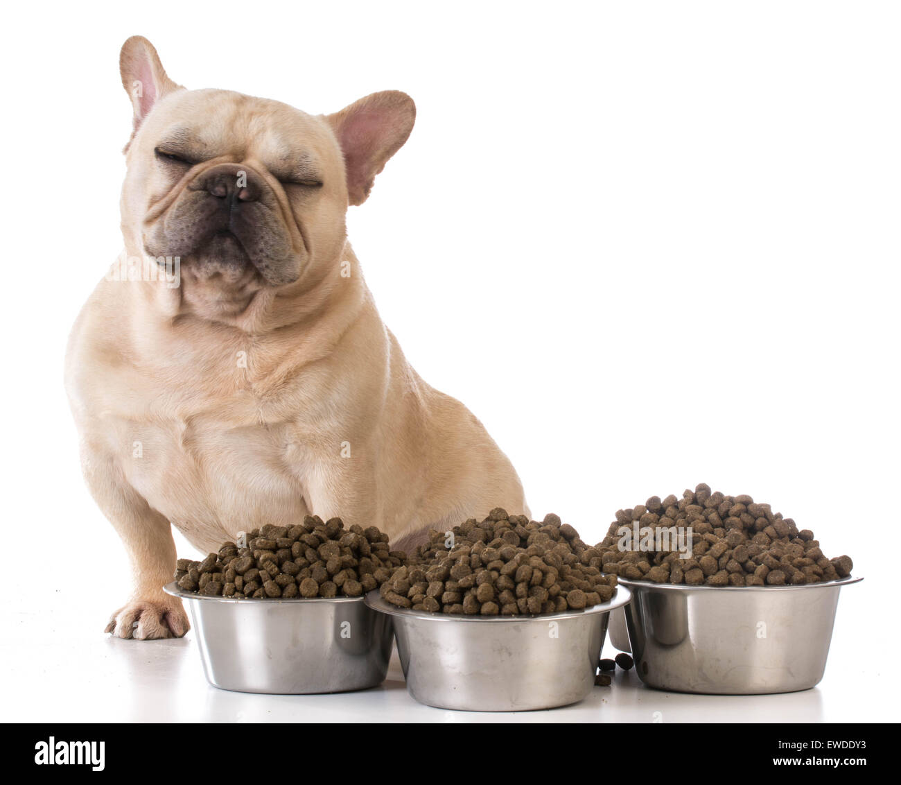 picky eater - french bulldog refusing to eat on white background Stock Photo