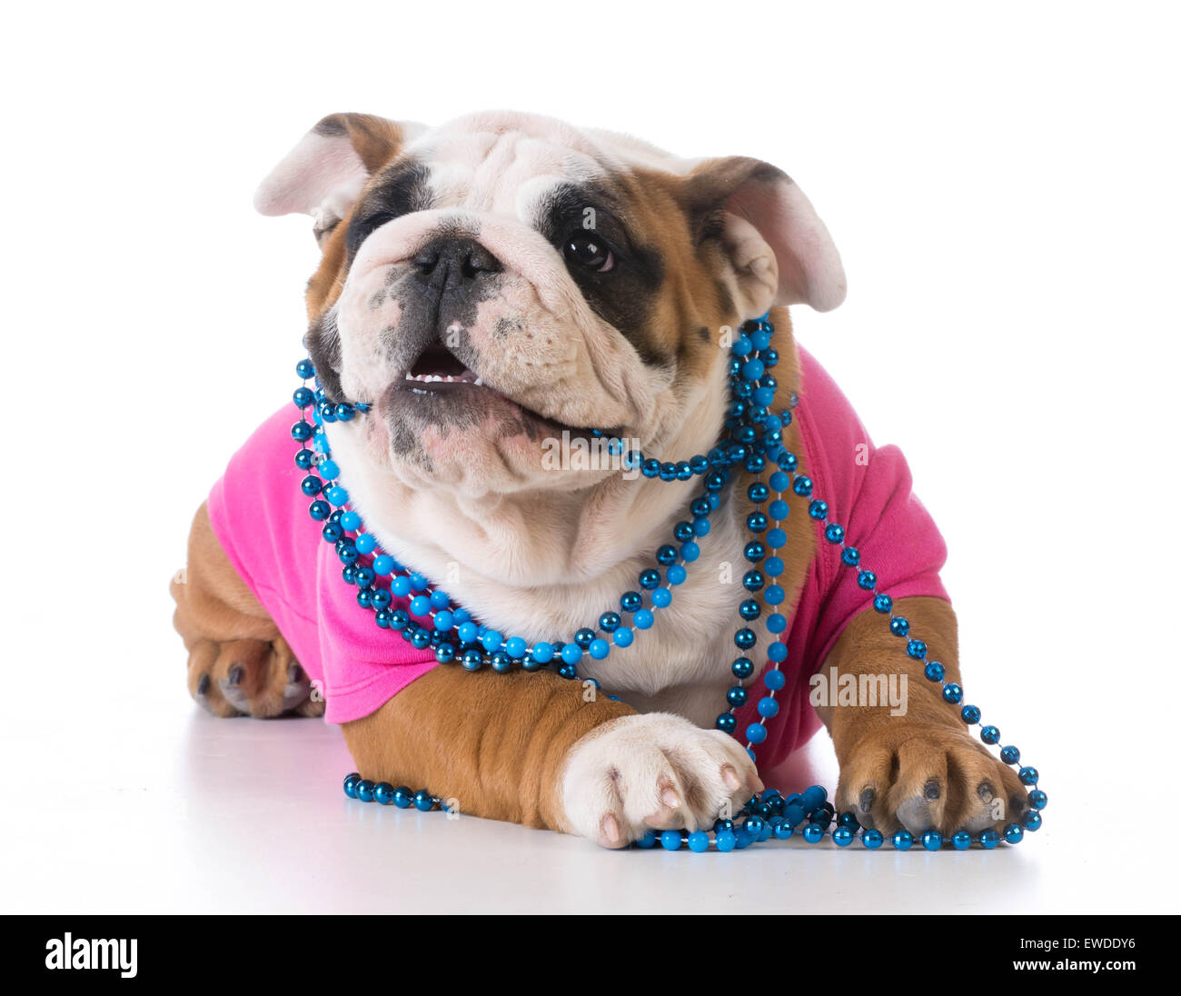 female puppy - bulldog wearing pink shirt and blue necklace on white background Stock Photo