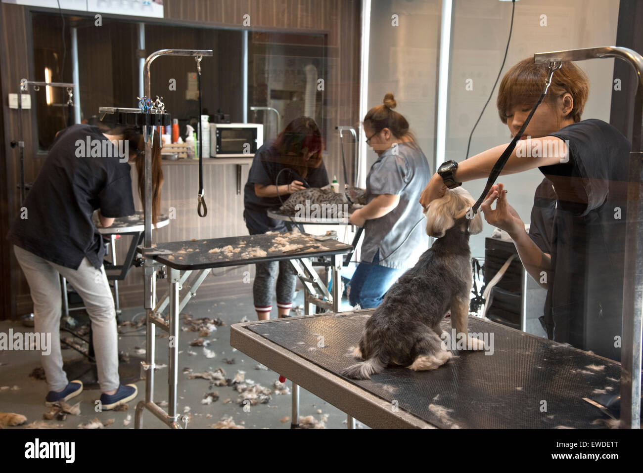 Dogs and cats being groomed at a pet shop in Singapore Stock Photo Alamy