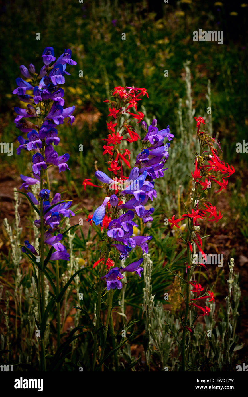Summer's wildflower bloom in Colorado's Rocky Mountain wilderness near Crested Butte, Colorado