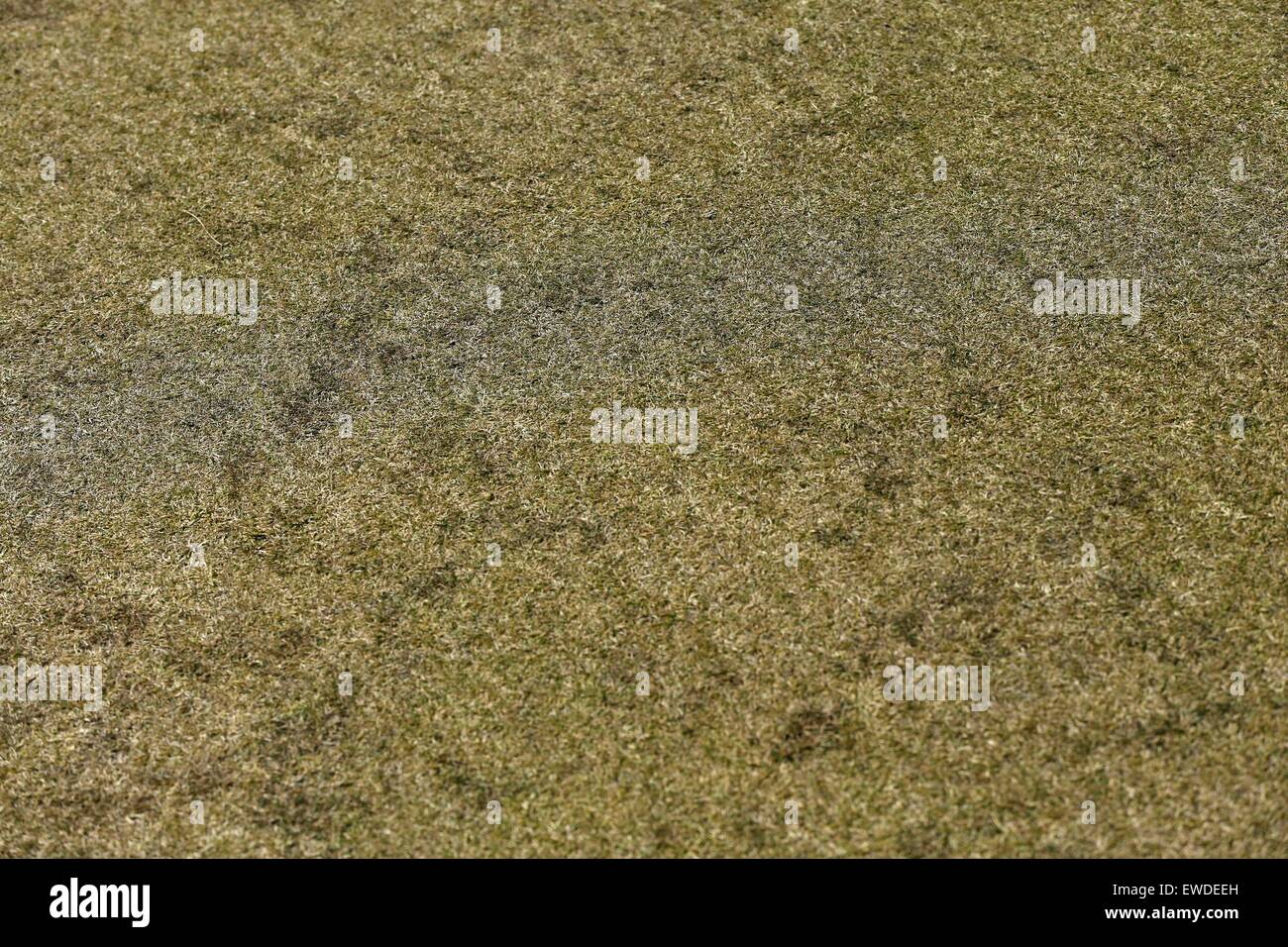 University Place, Washington, USA. 21st June, 2015. General view Golf : Detail shot of poa annua grass (interspersed with the fine fescue) during the final round of the 115th U.S. Open Championship at the Chambers Bay Golf Course in University Place, Washington, United States . © Koji Aoki/AFLO SPORT/Alamy Live News Stock Photo